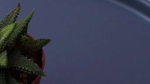Healthy leafy plants in small pots rotate 360 degrees , 4k resolution Stock Footage 248614906