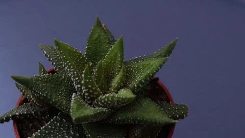 Healthy leafy plants in small pots rotate 360 degrees , 4k resolution Stock Footage 248614936