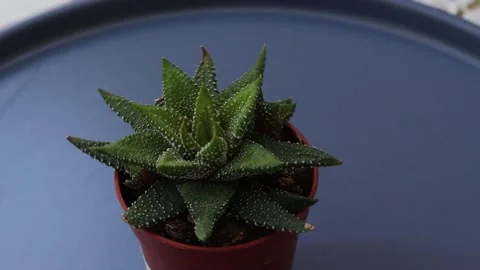 Healthy leafy plants in small pots rotate 360 degrees , 4k resolution Stock Footage 248615044