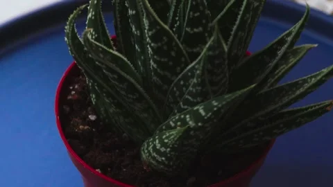 Healthy leafy plants in small pots rotate 360 degrees , 4k resolution Stock Footage 248615089
