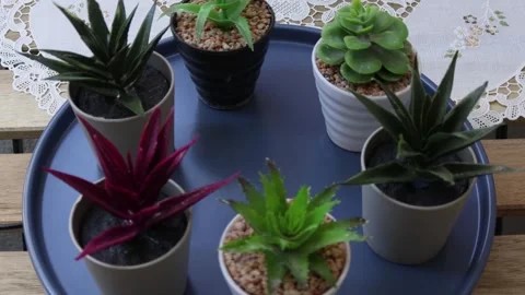 Healthy leafy plants in small pots rotate 360 degrees , 4k resolution Stock Footage 248615137