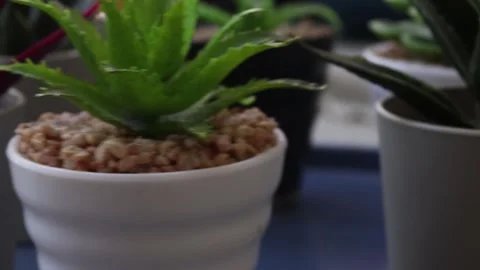 Healthy leafy plants in small pots rotate 360 degrees , 4k resolution Stock Footage 248615156