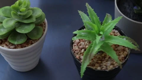 Healthy leafy plants in small pots rotate 360 degrees , 4k resolution Stock Footage 248615178