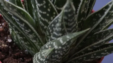 Healthy leafy plants in small pots rotate 360 degrees , 4k resolution Stock Footage 248615421