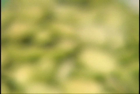 Healthy Lima Beans Rack Stock-Footage 95512