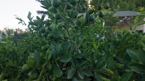 Healthy Lime Tree with Green Citrus Foliage Stock Footage 341487385