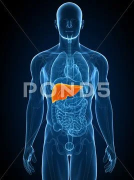 Healthy liver, artwork Stock Illustration