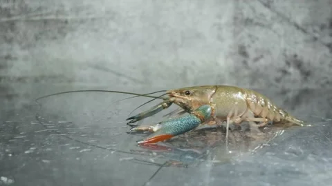 Healthy Lobster Stock Footage 133907670