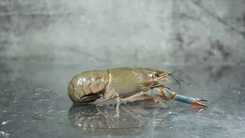 Healthy Lobster Stock Footage 133907929