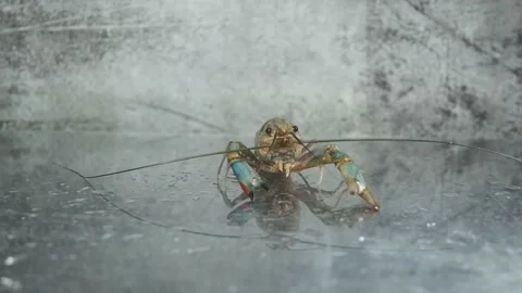 Healthy Lobster Stock Footage 133968887