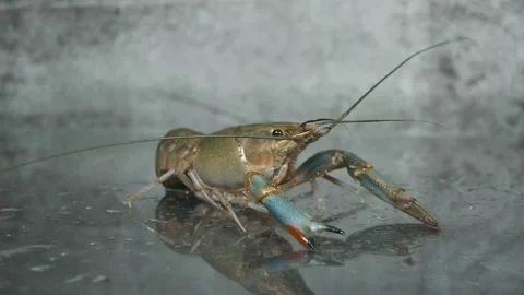 Healthy Lobster Stock Footage 133969006