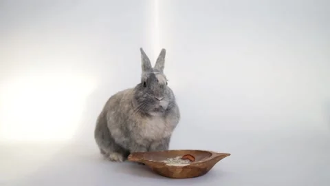 Healthy lovely bunny easter rabbit on white background. Stock Footage 229157051