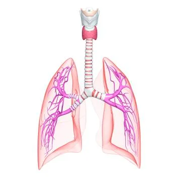 Healthy lungs; artwork Stock Illustration