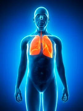 Healthy lungs, artwork Stock Illustration