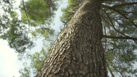 Healthy Mediterranean pine tree Stock Footage 160983809