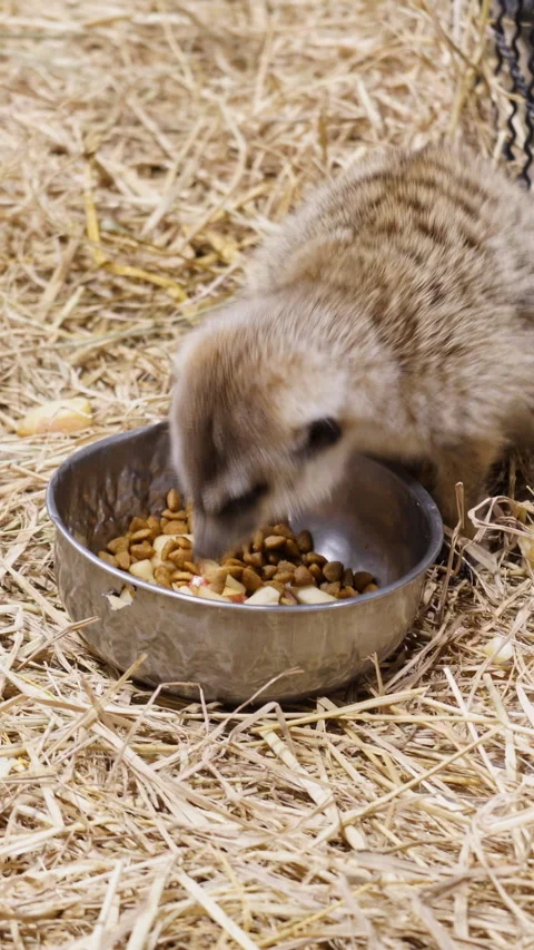 Healthy meerkat feeding behavior in a captive wildlife park , Adorable meerkat  Vídeo Stock 334670133