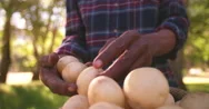 Healthy Nutritious And Organic Potatoes Stock Footage