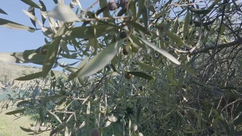 Healthy Olive Fruit Ripening on Tree Indicating Premium Oil Production Stock Footage 344094198