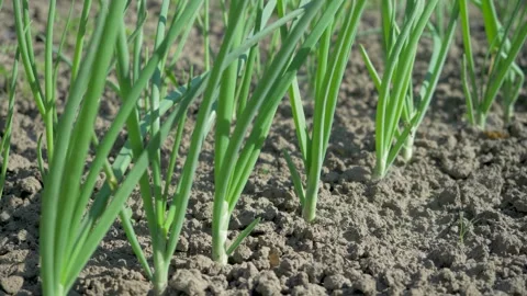 Healthy onion plants sprouting from earth 库存影片 344171040