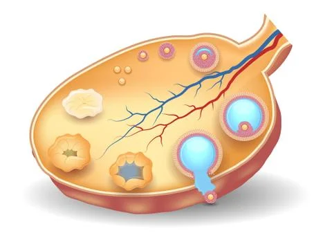 Healthy ovary structure Stock Illustration