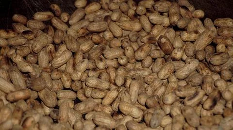 Healthy peanuts. close up of peanuts look beautiful. Stock Illustration