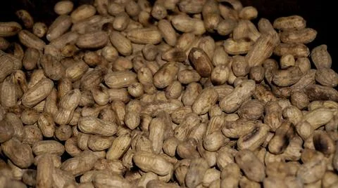 Healthy peanuts. close up of peanuts look beautiful. Stock Illustration