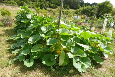 Healthy pumpkin patch growing in vegetable garden Stockfoto's