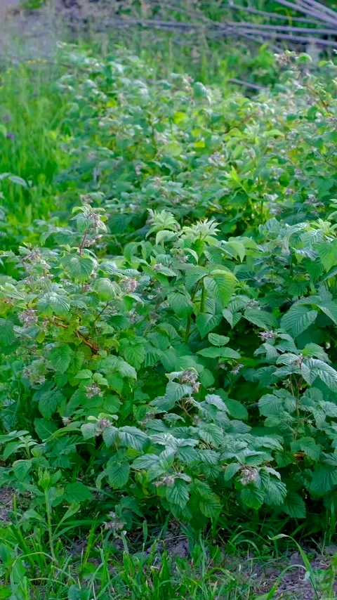 Healthy raspberry bushes growing in a home garden with lush green leaves and Stock-Footage 345744037