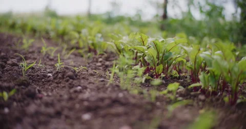 Healthy Red Beet Seedlings Ecological Food Cultivation Without Pesticides Stock Footage 277002965