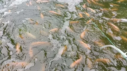 Healthy Red Tilapia Using Biofloc Culture System 스톡 동영상 210109875