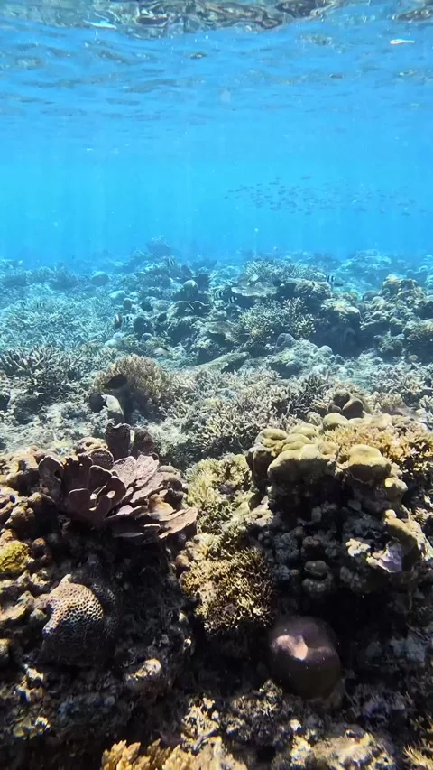 Healthy Reef Captured While Snorkeling, Underwater Wide Shot Stock Footage 293669355