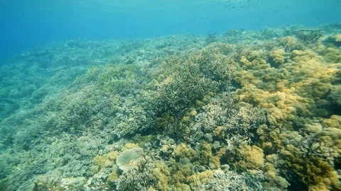 Healthy reef composed of mix of hard and soft coral Video stock 112583042
