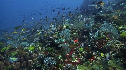 A healthy reef Stock Footage 121666989