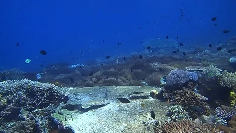 A healthy reef Stock Footage 121667010
