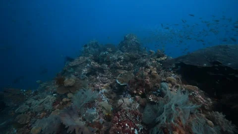 Healthy Reef Sequence 4K (2) Stock Footage 302394844