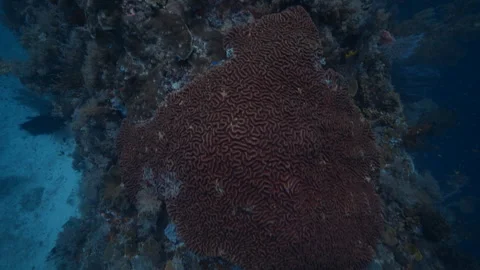 Healthy Reef Sequence 4K (3) Stock Footage 302395758