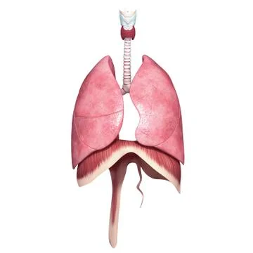 Healthy respiratory system; artwork Stock Illustration