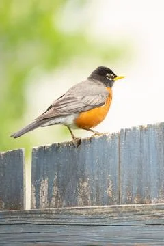 Healthy Robin. Stock Photos