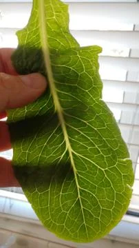 Healthy Romaine Leaf Stock Photos