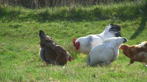Healthy rooster with hens Stock Footage 703809