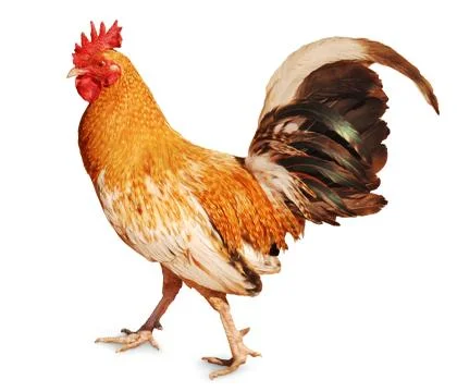 Healthy rooster Stock-Fotos