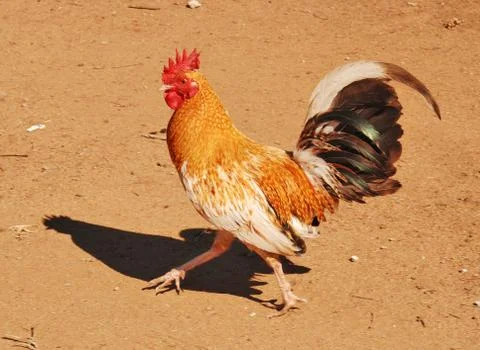 Healthy rooster Foto stock
