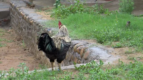 A healthy rooster/cock doing its normal activity in an open area Video stock 38035984