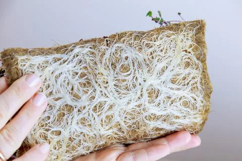 A healthy root system of microgreens sprouts on a linen mat. Stock Photos