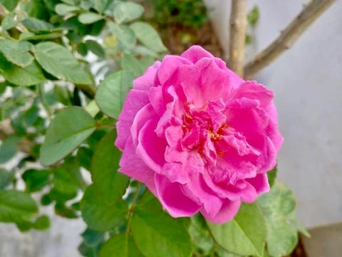 Healthy Rose Stock Photos