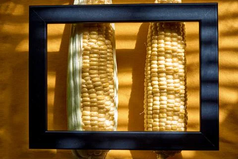 Healthy snack concept. Corn in the frame under trendy shadows. 2 ears of corn Stock Photos