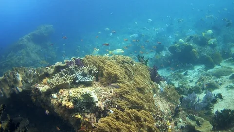 Healthy soft coral reef with clouds of tropical fishes over it Stock-Footage 112480477