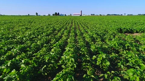 Healthy soybean crop in field, aerial view Stock Footage