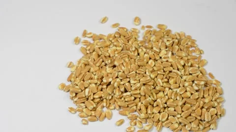 Healthy Spelt Stock Footage 46199534