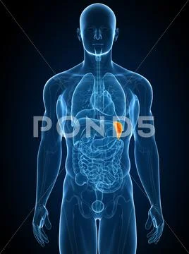 Healthy spleen, artwork Stock Illustration